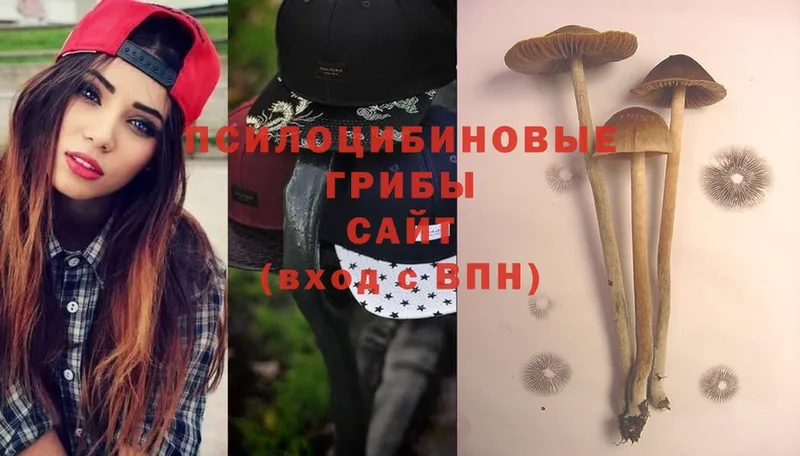 Галлюциногенные грибы Cubensis  где найти   Камышлов 